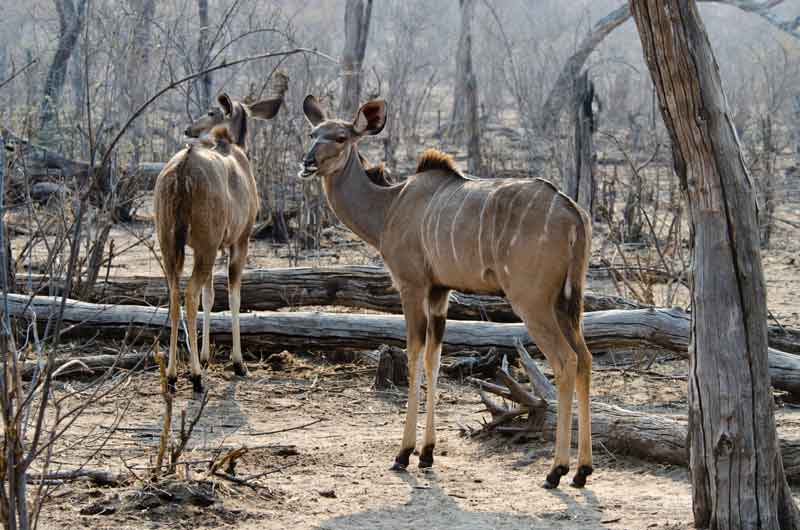73 - Botswana - antilopes Kudu - parque nacional de Chobe